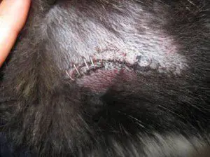 best dog blog, champion of my heart, veterinary surgery scar