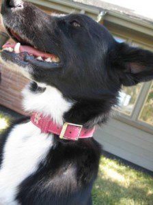 best dog blog, champion of my heart, border collie smiling one week after surgery for canine adnexal nevus