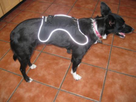 best dog blog, champion of my heart, border collie wearing the harness only from the canine equipment ultimate trail pack
