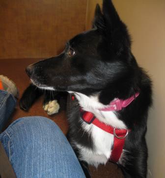 best dog blog, champion of my heart, border collie at veterinary hospital