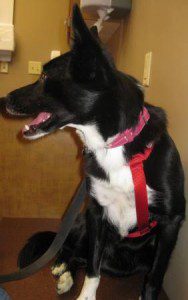 best dog blog, champion of my heart, border collie at veterinary hospital