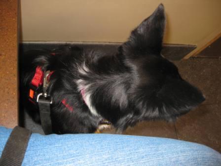 best dog blog, champion of my hear, border collie at the veterinary hospital