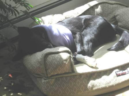 best dog blog, champion of my heart, Lilly sleeping on her dog sofa