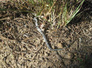 best dog blog, 2010, champion of my heart, shed snake skin photo