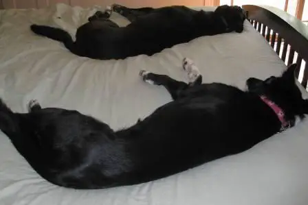 best dog blog, 2010, champion of my heart, lilly and ginko on the bed