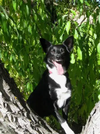 best dog blog, champion of my heart, border collie posing in crook of a tree