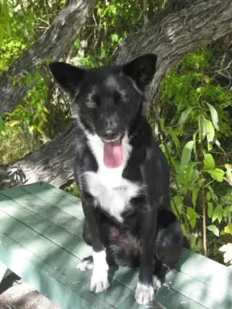 best dog blog, champion of my heart, border collie in the willows