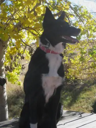 best dog blog, champion of my heart, border collie in the aspen trees