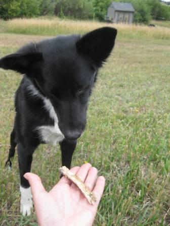 best dog blog, champion of my heart, border collie playing fetch