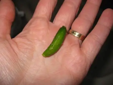 best dog blog, champion of my heart, photo of tiny cucumber