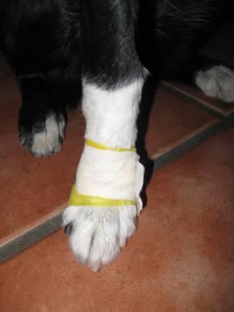 best dog blog, champion of my heart, bandaged leg on a border collie