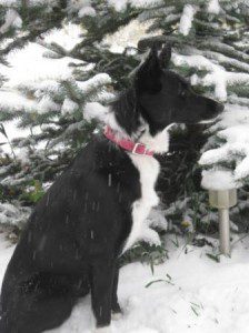 best dog blog, champion of my heart, border collie in the snow