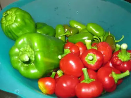 best dog blog, champion of my heart, photo of 3 different peppers from garden