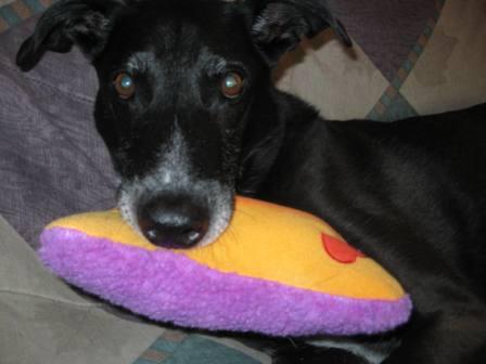 best dog blog, champion of my heart, petstages heartbeat pillow ginko chewing on dog toy