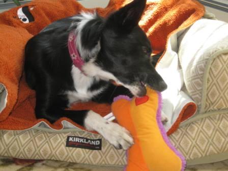 best dog blog, champion of my heart, petstages heartbeat pillow - lilly chewing on dog toy