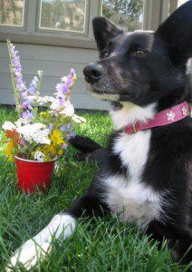 best dog blog, champion of my heart, photo of Lilly (a border collie) with wildflowers