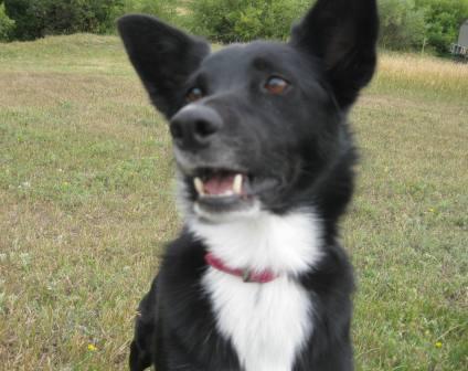 best dog blog, champion of my heart, border collie playing fetch