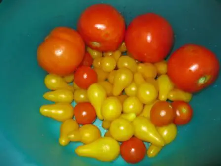 best dog blog, champion of my heart, photo of tomatoes from garden