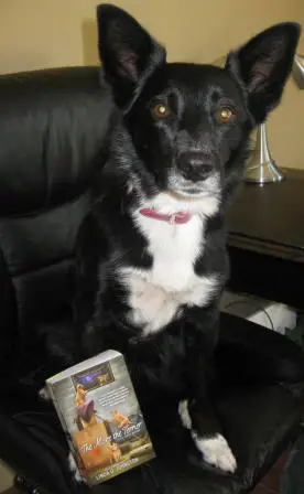 best dog blog, champion of my heart, border collie sitting in chair with book