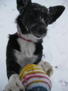 best dog blog, champion of my heart, border collie playing fetch in the snow