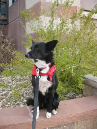 best dog blog, champion of my heart, border collie sitting on landscaping wall