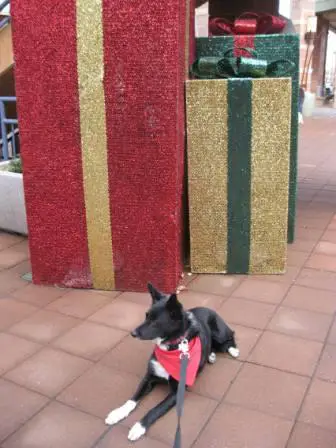 best dog blog, champion of my heart, border collie sitting in front of big chrismas decorations