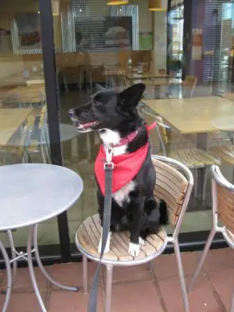 best dog blog, champion of my heart, border collie sitting in a restaurant patio chair