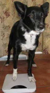 best dog blog, champion of my heart, border collie standing with her front feet on a bathroom scale