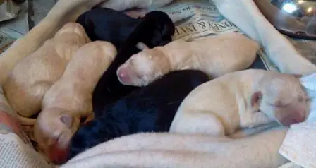 newly born labrador puppies