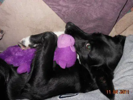 best dog blog, champion of my heart, border collie cuddling with toy monkey