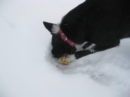 best dog blog, champion of my heart, border collie playing fetch in the snow