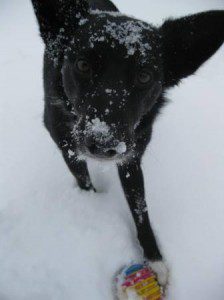 best dog blog, champion of my heart, border collie playing fetch in the snow