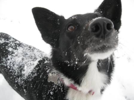 best dog blog, champion of my heart, border collie playing fetch in the snow