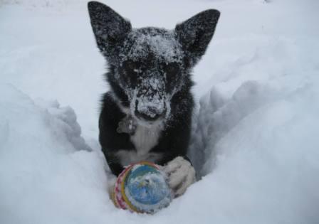 best dog blog, champion of my heart, border collie in the snow with her favorite ball