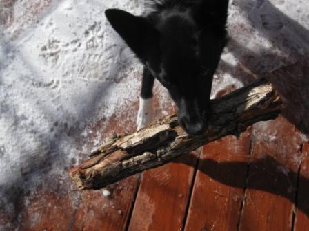 best dog blog, champion of my heart, border collie playing fetch with log