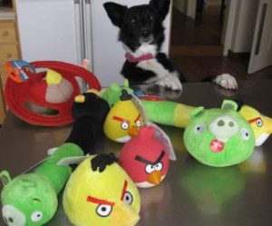 Angry bird dog toy best sale