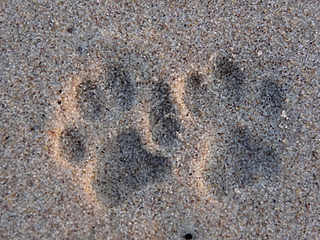 best dog blog, champion of my heart, cat footprints in the sand