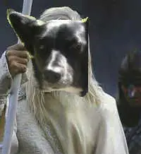 best dog blog, champion of my heart, border collie superimposed on photo of Gandolf