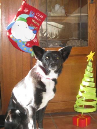 best dog blog, champion of my heart, border collie with christmas decorations