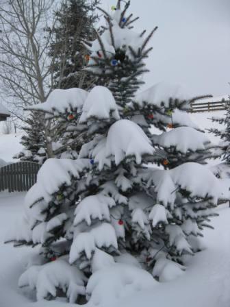 best dog blog, champion of my heart, xmas tree covered with snow