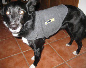 best dog blog, champion of my heart, border collie wearing thundershirt