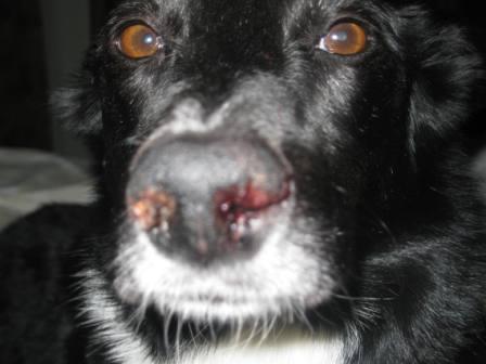 best dog blog, champion of my heart, border collie with severly bloodied nose