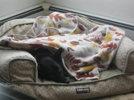 best dog blog, champion of my heart, border collie on dog sofa