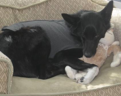 best dog blog, champion of my heart, border collie with plush dog toy