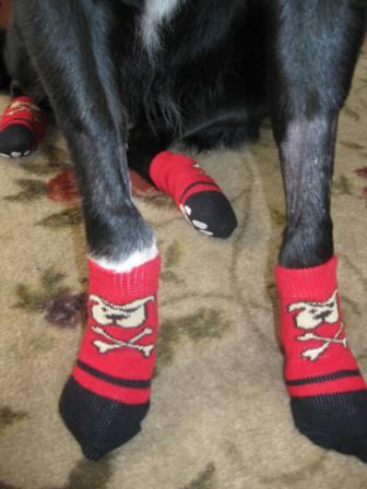 best dog blog, champion of my heart, border collie wearing PAWKs from RC Pet Products