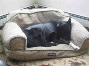 best dog blog, champion of my heart, border collie on dog sofa