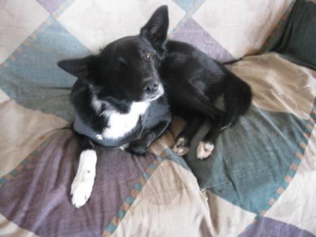 best dog blog, champion of my heart, border collie on sofa