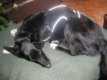 best dog blog, champion of my heart, border collie recovering from meningoencephalomyelitis 