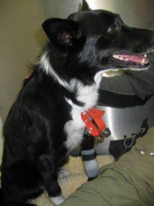 best dog blog, champion of my heart, border collie recovering from brain inflammation