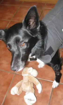 best dog blog, champion of my heart, border collie with plush dog toy